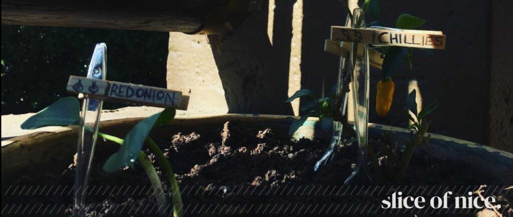 10 Sustainable Living Tips for a Greener South Africa